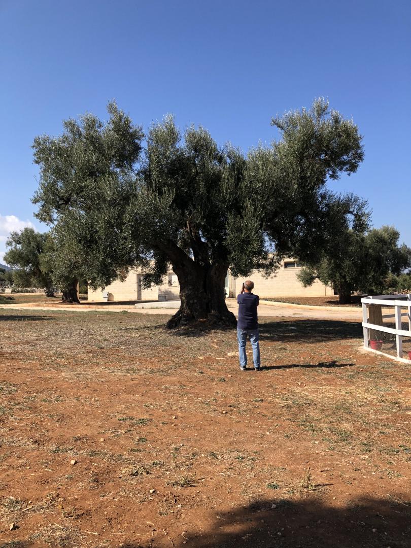 Puglia Deluxe Food & Wine Tour