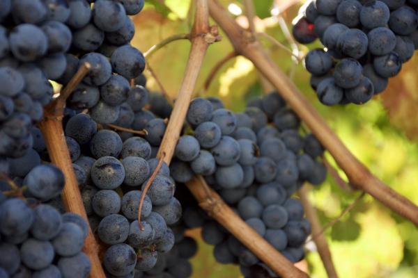 ER-LAMBRUSCO-DSC_0202.jpg ER - Lambrusco