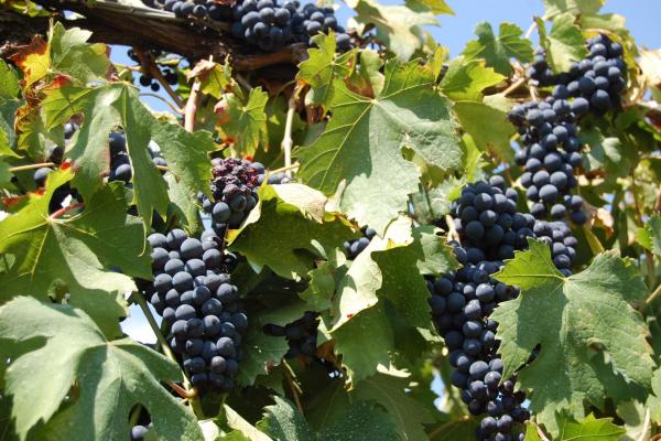 ER-ROMAGNA-VINO-2015-08-22 14.54.49.jpg Romagna Countryside - Vineyards