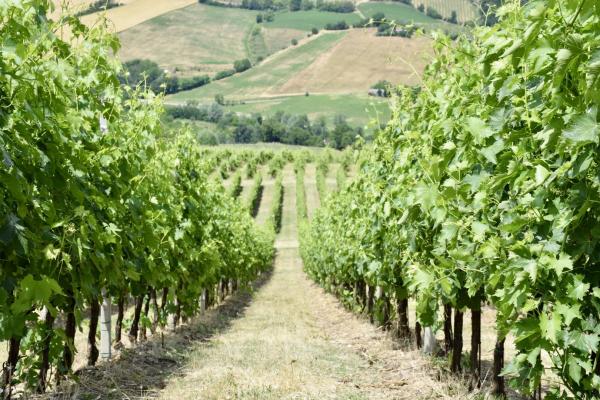 Emilia-romagna-vino-9-2017.jpg Romagna Countryside - Vineyards