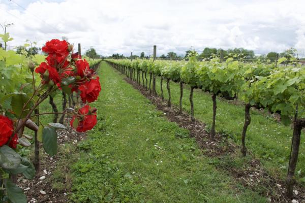 Friuli Venezia Giulia Deluxe Wine Tour